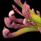 Sarracenia x 'Scarlet Belle (Trumpet Pitcher Plant)