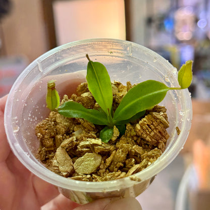 Nepenthes mirabilis × (truncata × lowii)