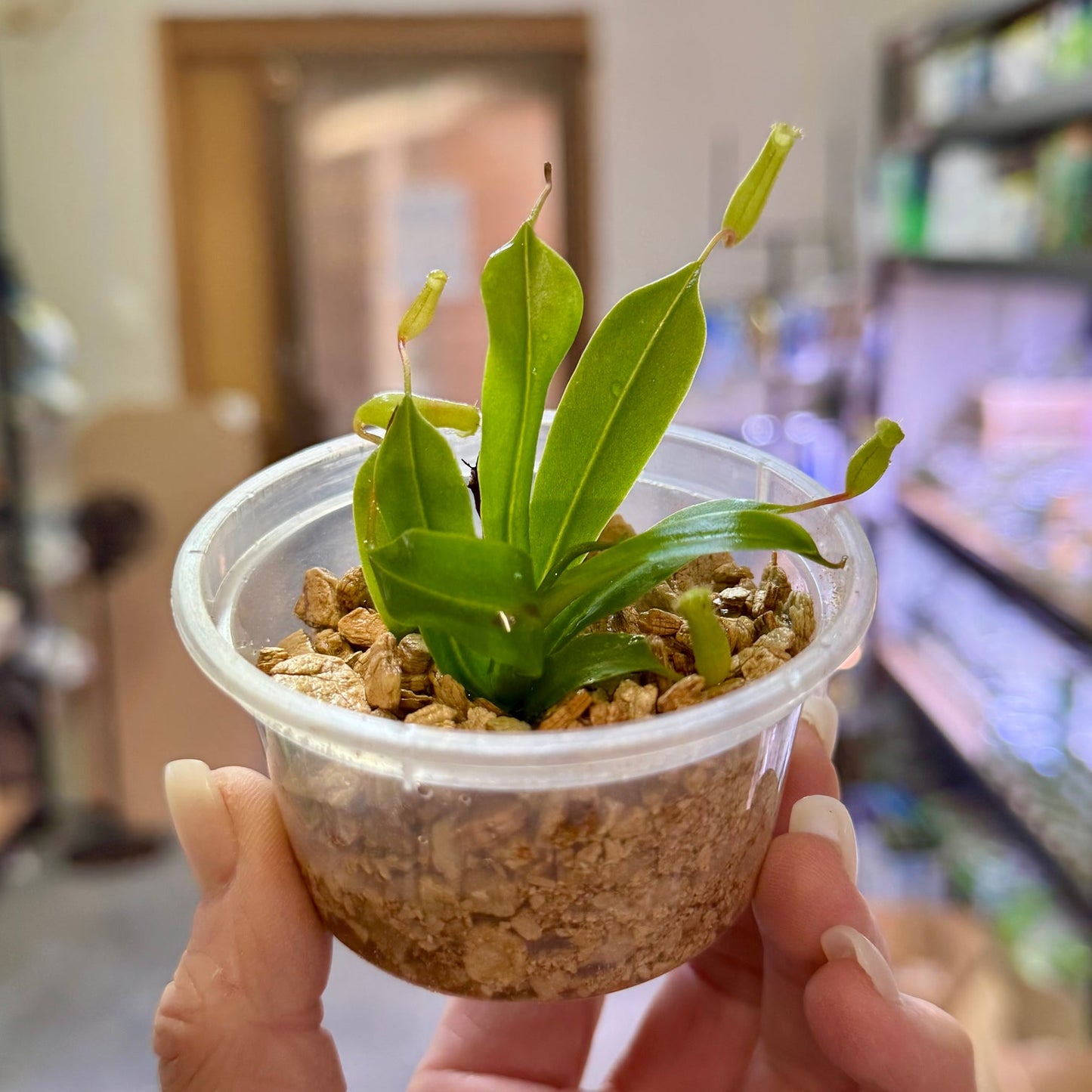 Nepenthes ampullaria 'Green' (Flask Pitcher Plant)