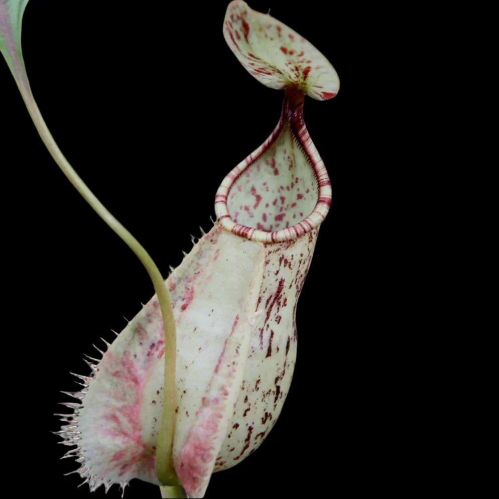 Nepenthes rafflesiana