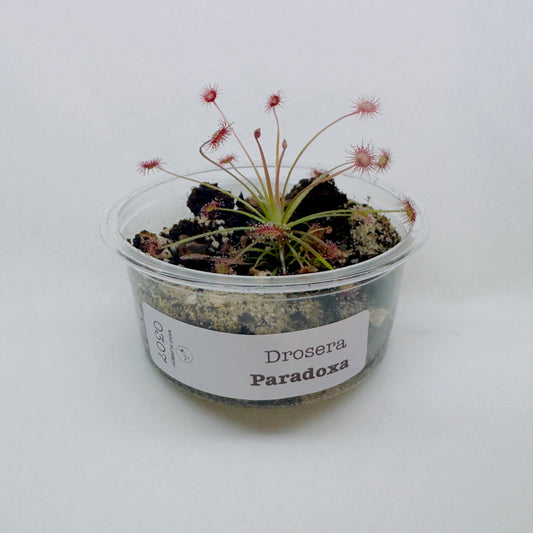 Drosera Paradoxa (Sundew)