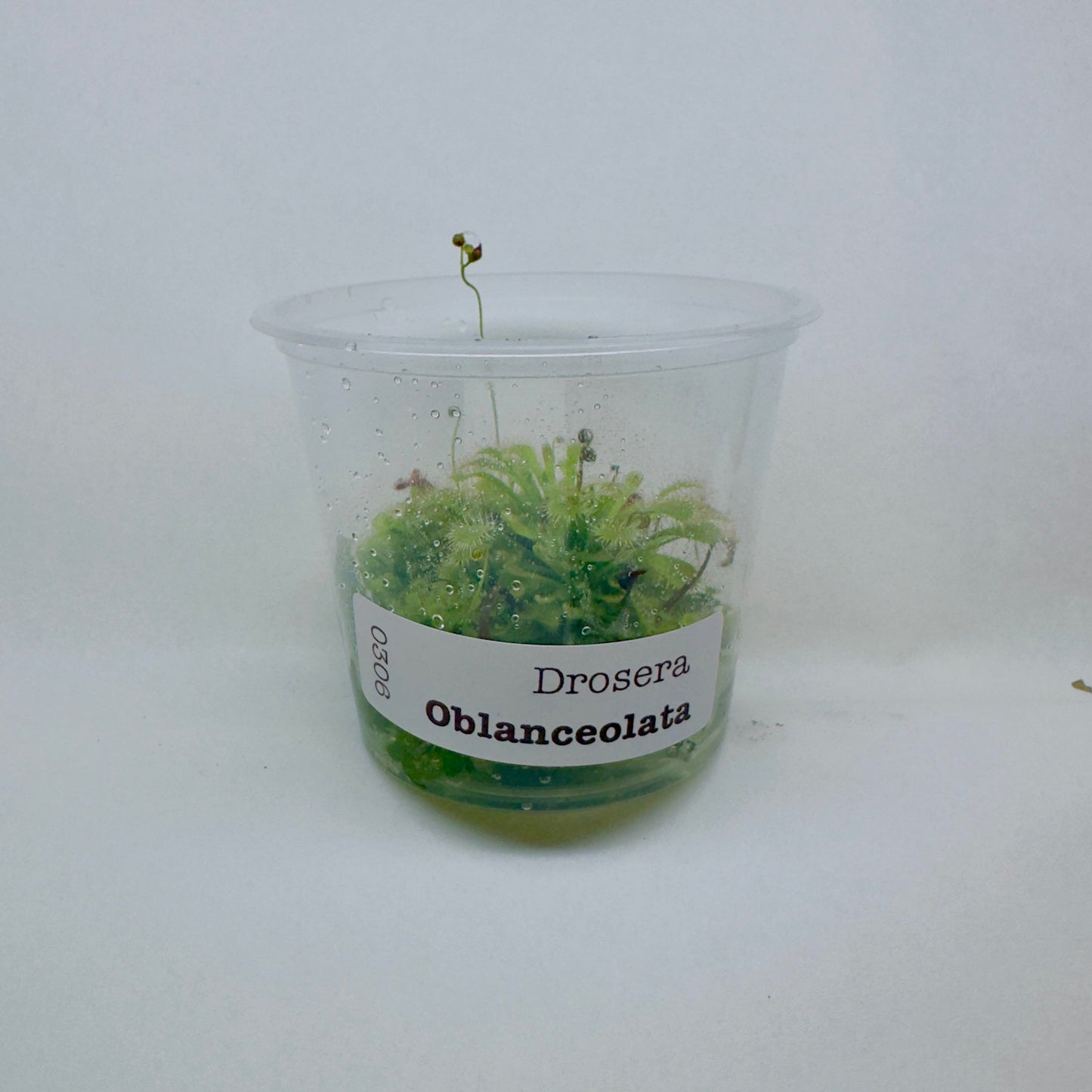 Drosera oblanceolata (Sundew)