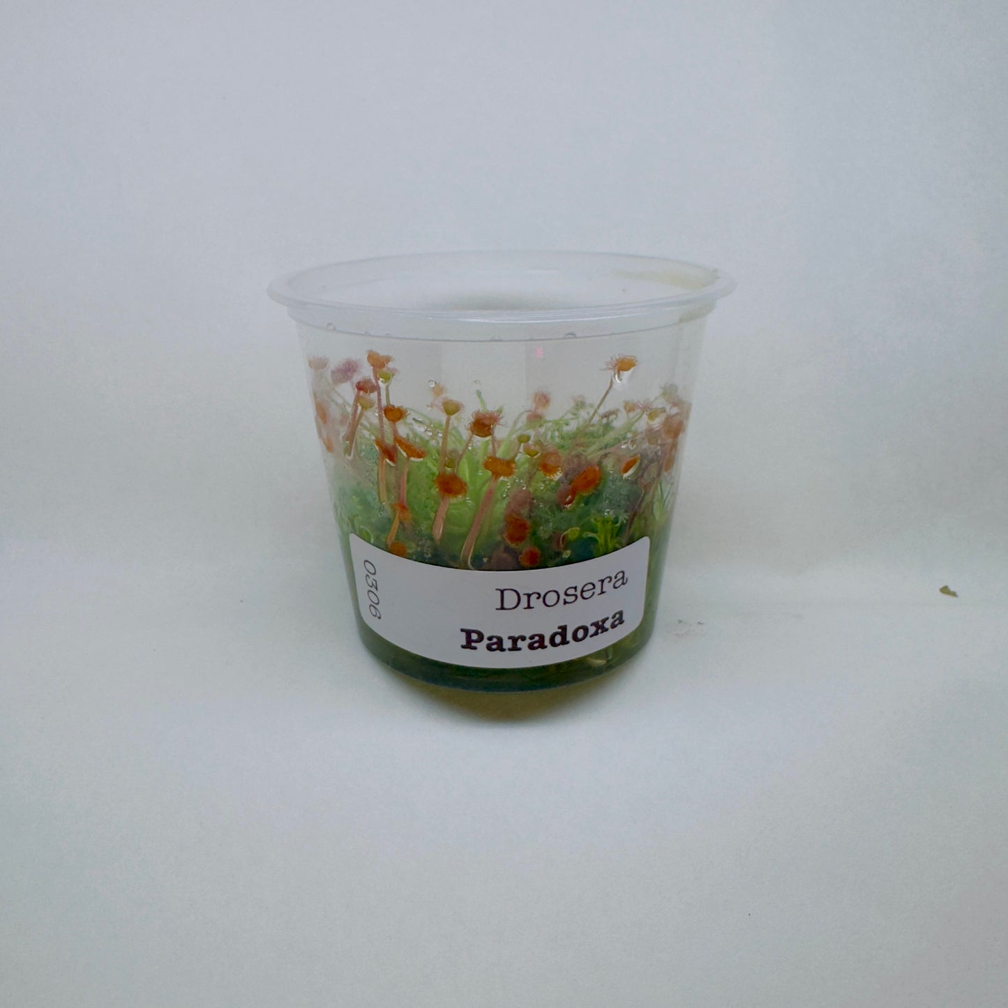 Drosera Paradoxa (Sundew)