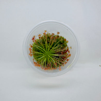 Drosera Paradoxa (Sundew)