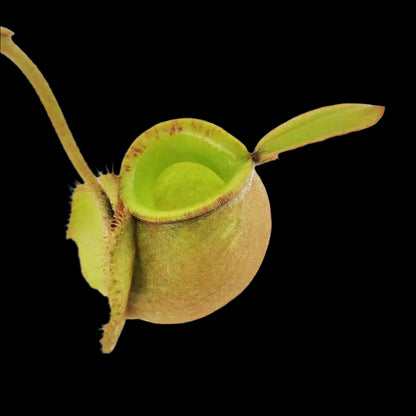 Nepenthes ampullaria 'Green' (Flask Pitcher Plant)
