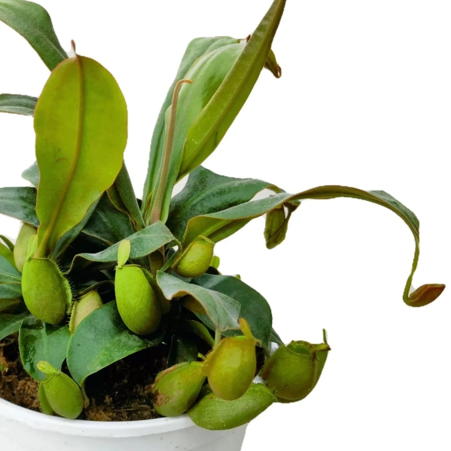 Nepenthes ampullaria 'Green' (Flask Pitcher Plant)