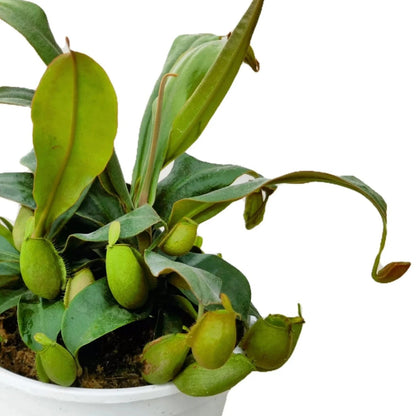 Nepenthes ampullaria 'Green' (Flask Pitcher Plant)