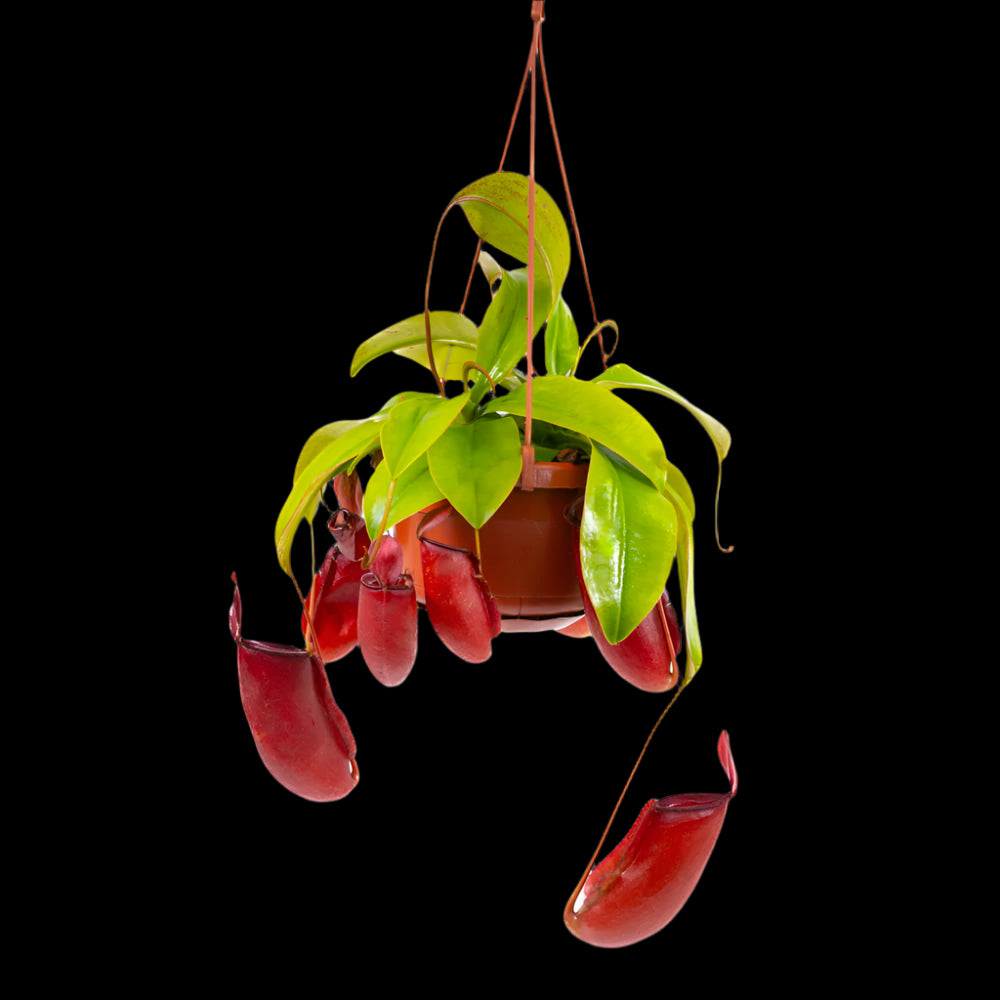Hanging pitcher plant with red pitchers on a white background