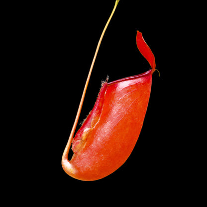 Nepenthes Bloody Mary (Tropical Pitcher Plant)