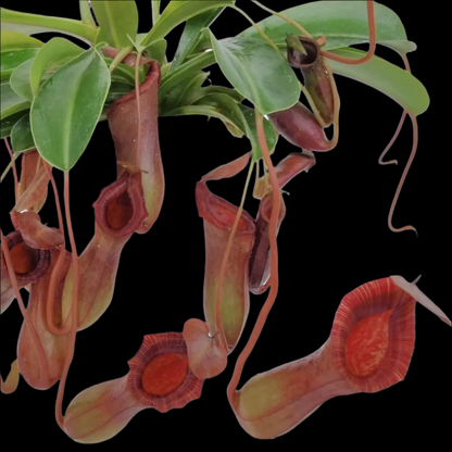 Nepenthes Briggsiana (lowii × ventricosa) (Tropical Pitcher Plant)