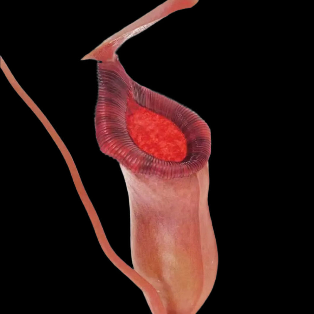 Illustration of a pitcher plant with a red interior on a black background