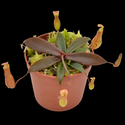 Potted carnivorous plant with pitcher-like leaves on a white background