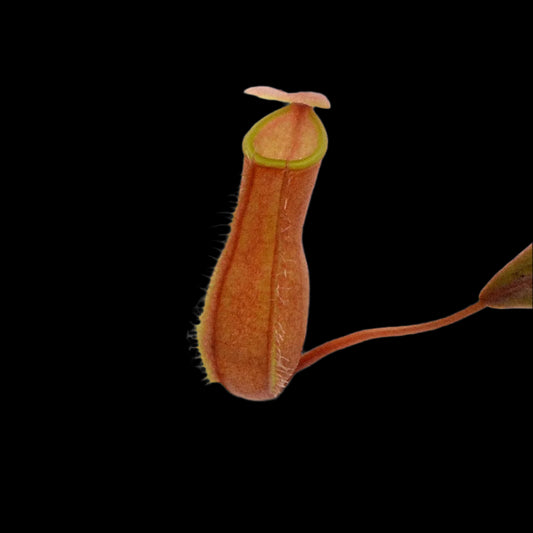 Nepenthes bellii (Tropical Pitcher Plant)