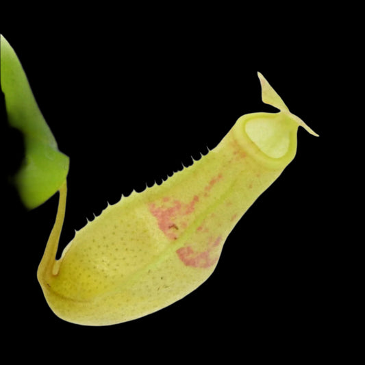 Nepenthes eustachya (Tropical Pitcher Plant)
