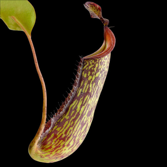Close-up of a pitcher plant with a white background