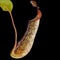 Nepenthes ‘Gentle’ (Nepenthes fusca × Nepenthes maxima)