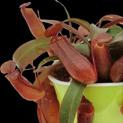 Nepenthes Rebecca Soper (Tropical Pitcher Plant)