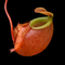 Nepenthes bellii