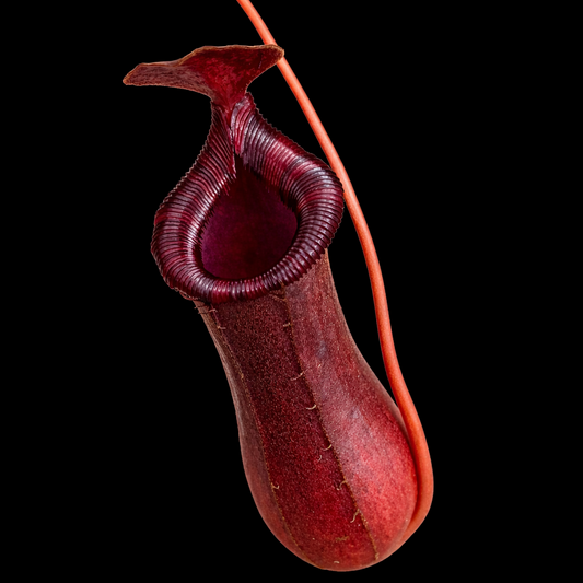 Red pitcher plant on a black background