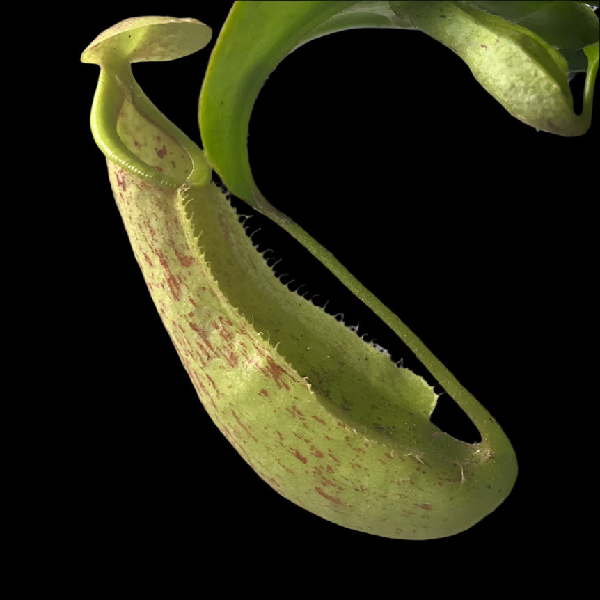 Nepenthes burbidgeae × edwardsiana