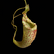 Nepenthes fusca