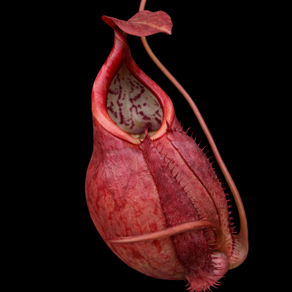 Close-up of a pitcher plant against a black background