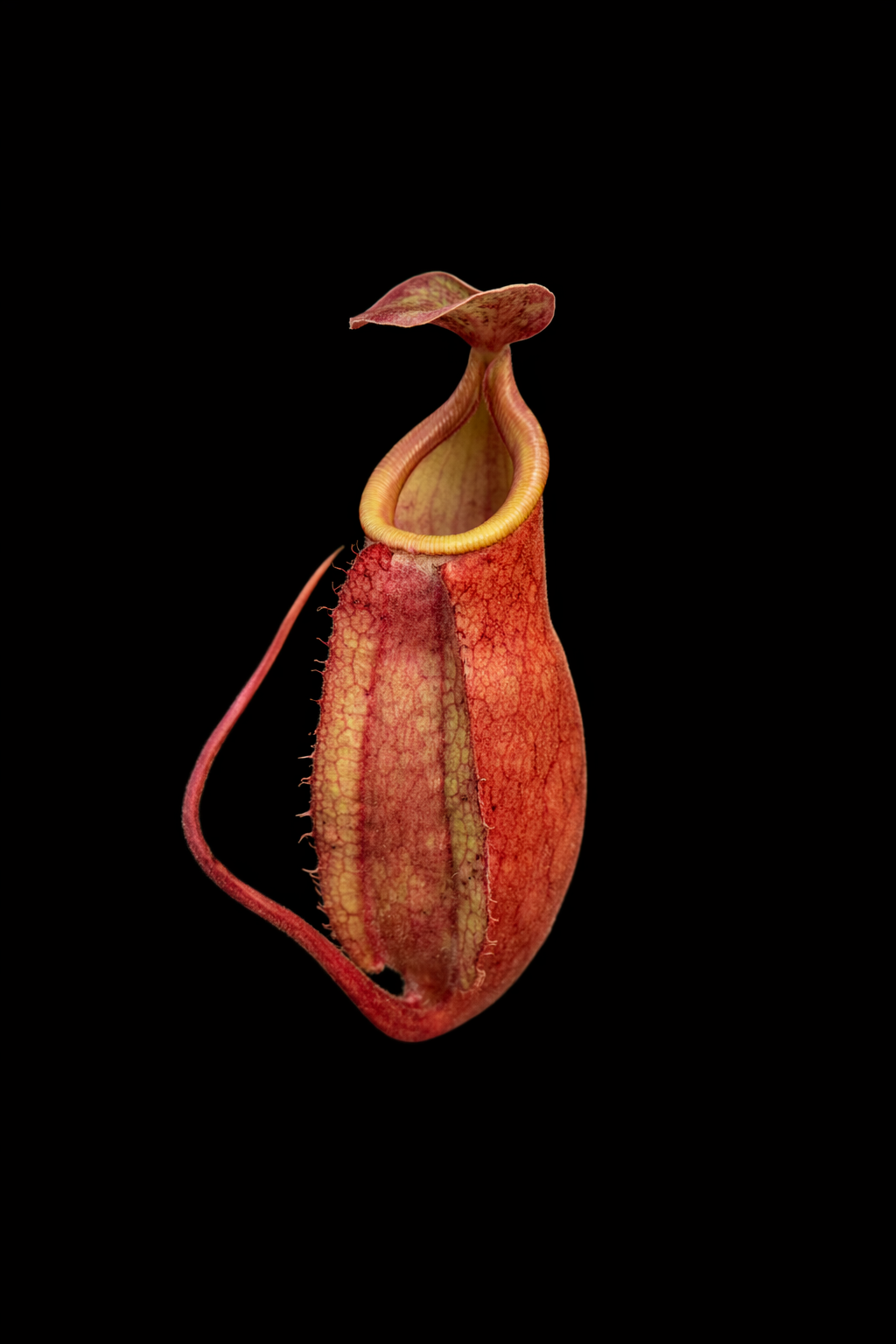nepenthes plant with a unique shape on a black background