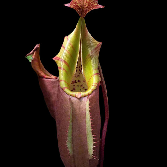 Nepenthes Veitchii