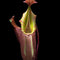 Nepenthes Veitchii