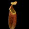 Nepenthes maxima