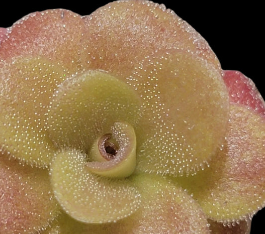 Pinguicula martinezii (Butterwort)