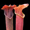 Sarracenia × ahlesii (Trumpet Pitcher Plant)