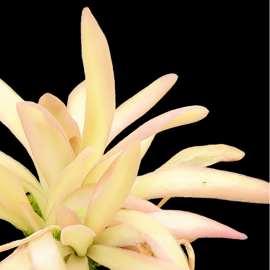 Light pink flower on a black background