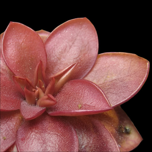 Pinguicula laueana 'Crimson Flower' (Butterwort)