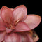 Pinguicula laueana 'Crimson Flower'