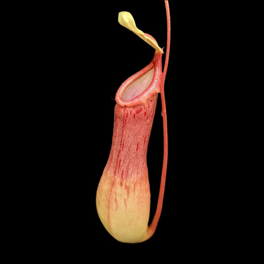 Nepenthes × ventrata (Tropical Pitcher Plant)