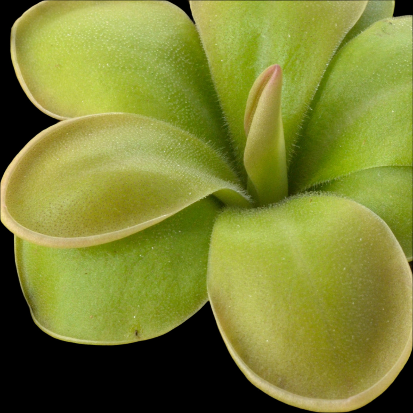 Pinguicula hemiepiphytica (Butterwort)