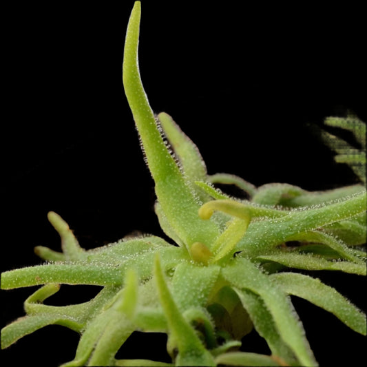 Pinguicula heterophylla (Butterwort)