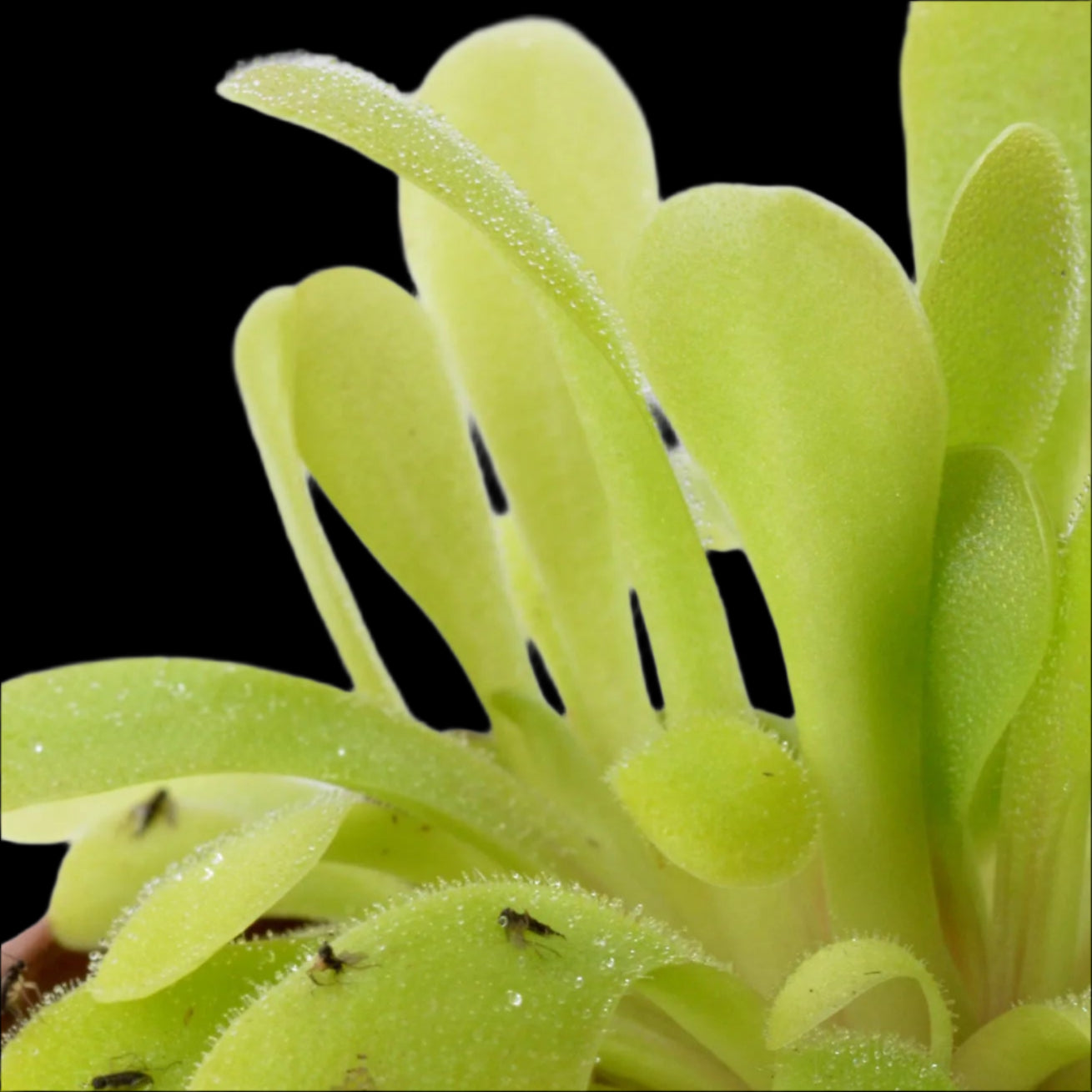 Pinguicula laxifolia (Butterwort)