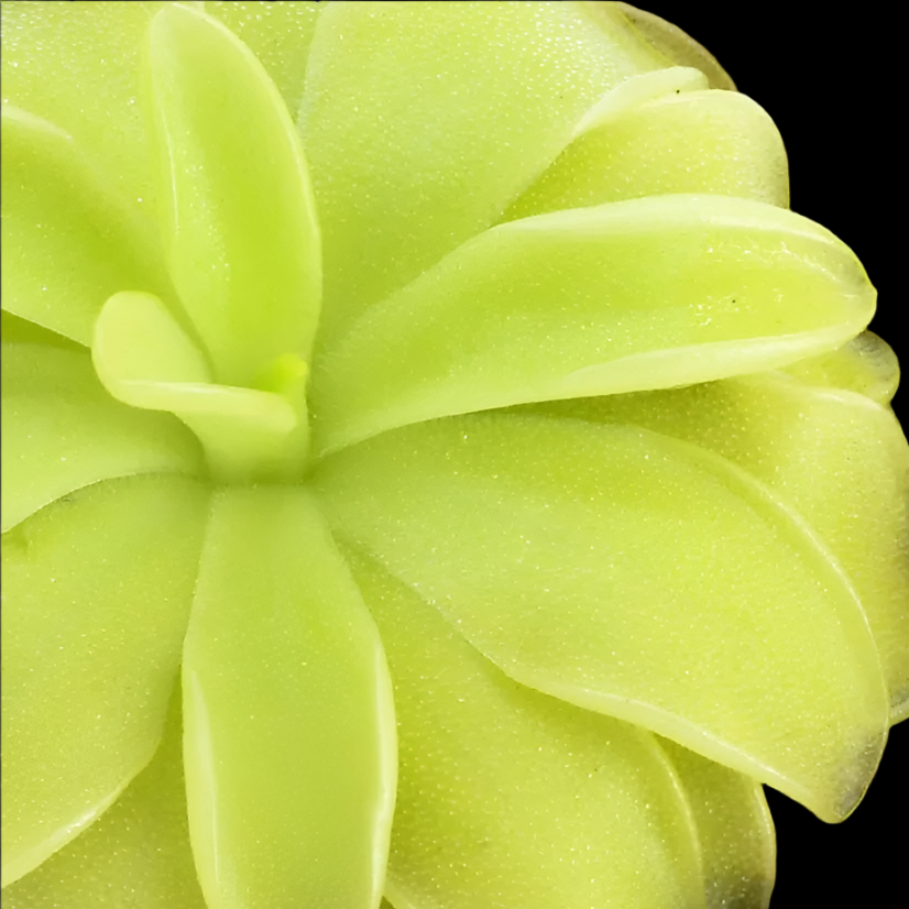 Pinguicula moranensis 'Alba' (Butterwort)