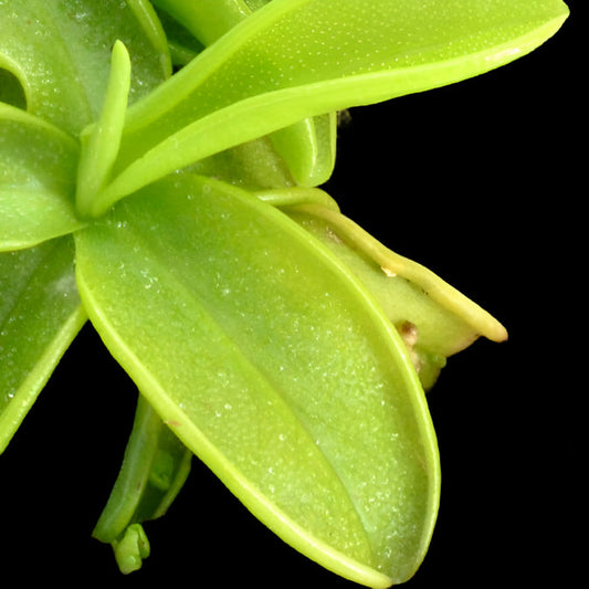 Pinguicula primuliflora (Butterwort)