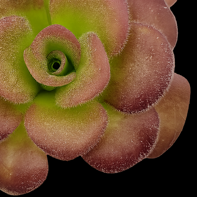 Close-up of a green and brown succulent plant on a white background