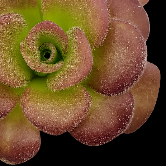 Close-up of a green and brown succulent plant on a white background