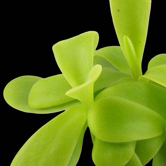 Close-up of a green succulent plant on a black background