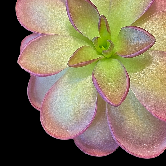 Pink and green succulent plant on a black background