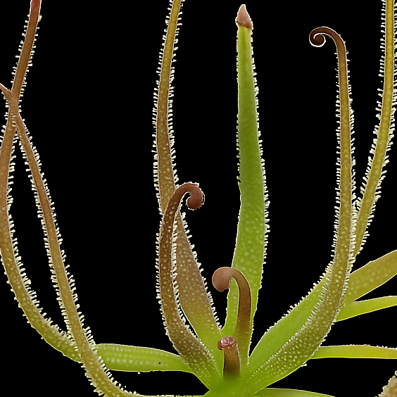 Close-up of a Venus flytrap with its sensitive leaves on a black background