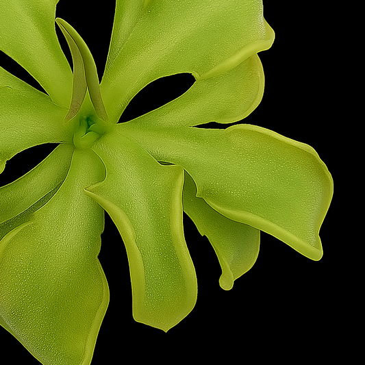 Green flower-like object on a black background