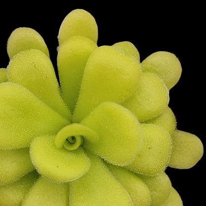 Close-up of a green succulent plant on a bed of small stones Agnata Pinguicula