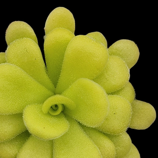 Close-up of a green succulent plant on a bed of small stones Agnata Pinguicula