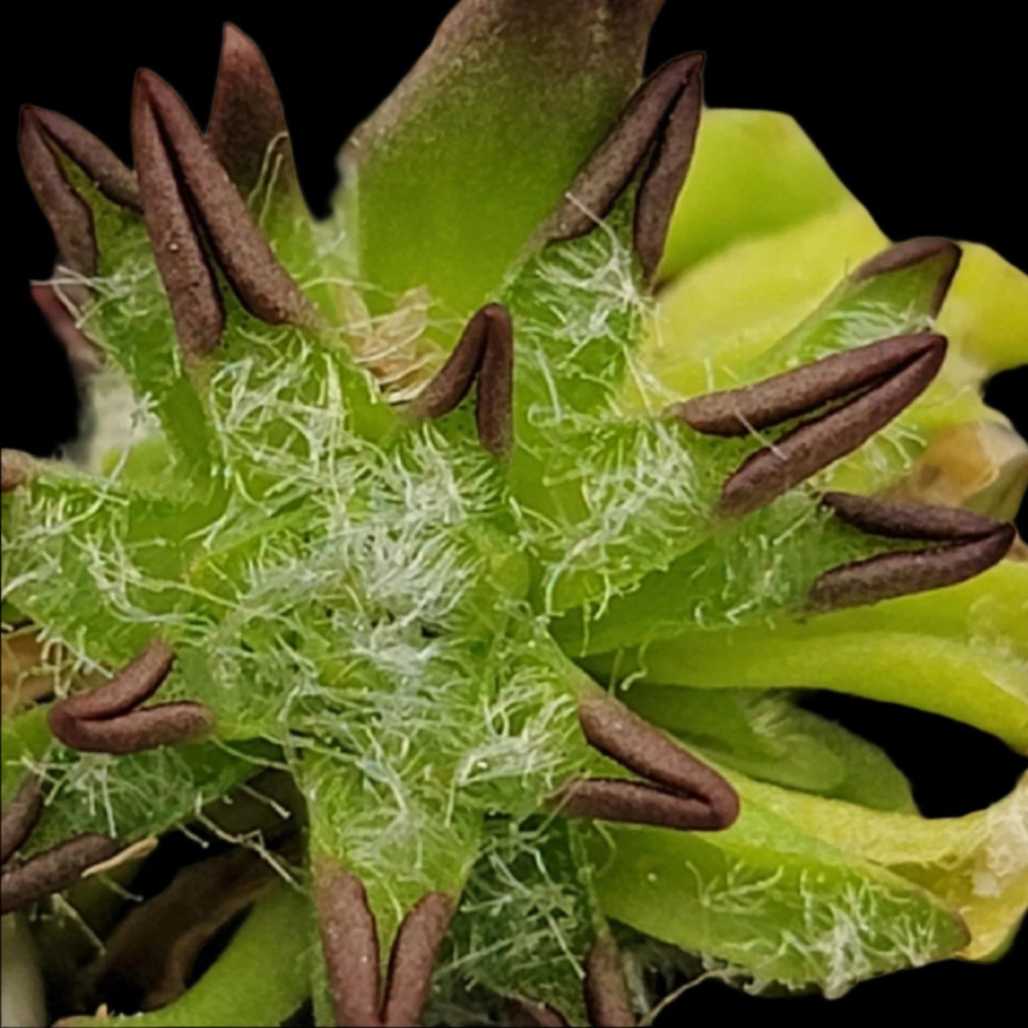 Pinguicula immaculata (Butterwort)